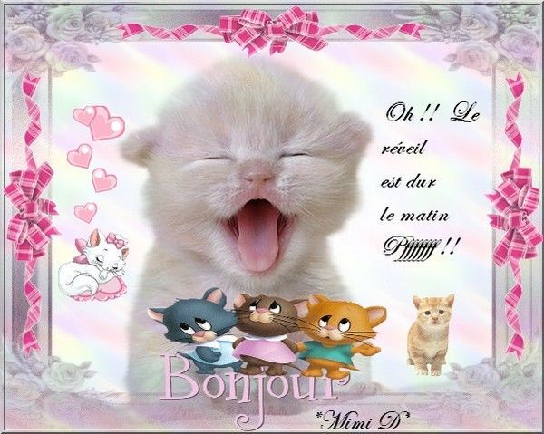 *CADO DU JOUR**Hello les chouchoux**